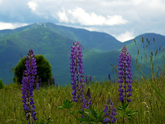 Lupines Looking Towards Cannon Mtn. NH