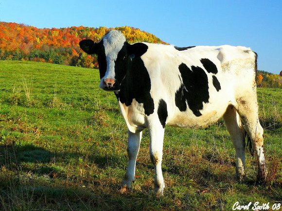 Glover Cow 2