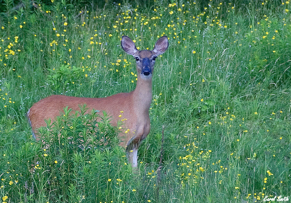 Pretty Deer