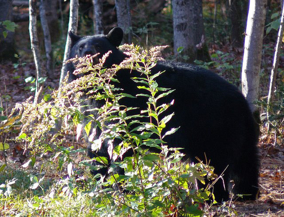 Peek-A-Boo Black Bear
