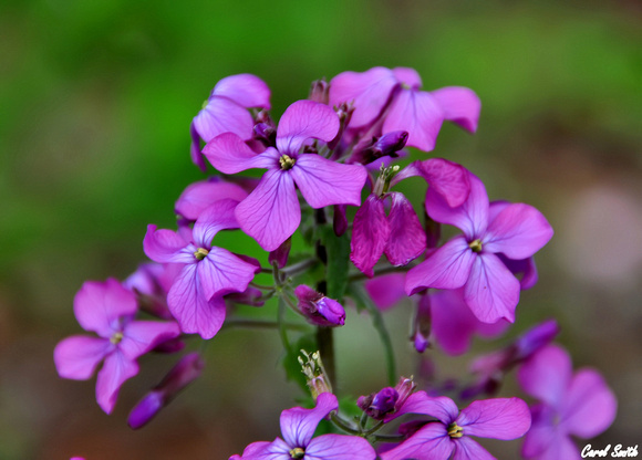 Purple Beauty