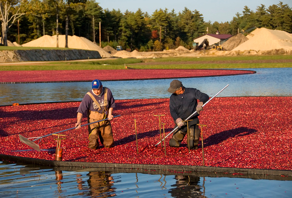 Cranberry Harvesting (2) Kingston