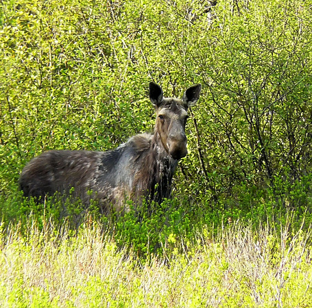 Moose In Bloomfield VT