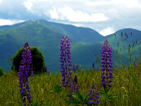Lupines Looking Towards Cannon Mtn. NH