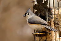 Tufted Titmouse 2