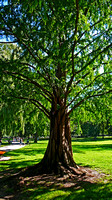 Old Tree In The Public Garden