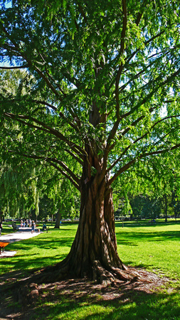 Old Tree In The Public Garden