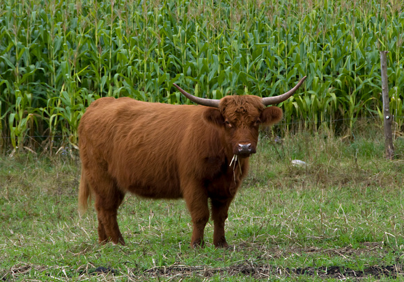 Highland Cow 2