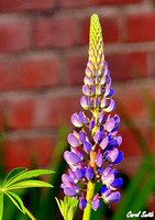 Late Day Lupine Basking In The Sun