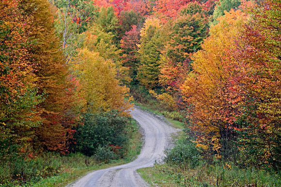 Foliage along road leading into Lewis Pond