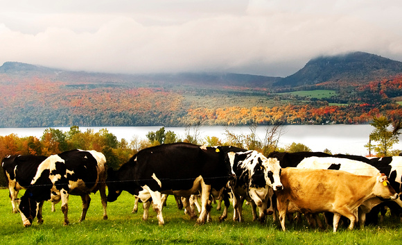 Cows grazing near Lake Willoughby, Westmore VT