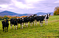 Vermont Fall 2013