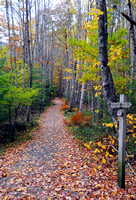 Wild Gardens of Acadia Trail