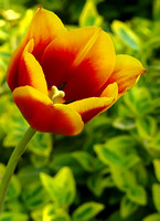 Tulip from Dad's Garden