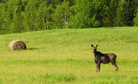 Moose In Barton VT