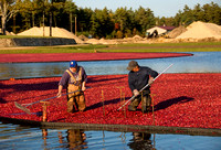 Cranberry Harvesting (2) Kingston
