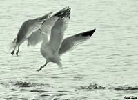 Gull Mating Ritual