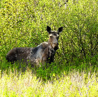 Moose In Bloomfield VT